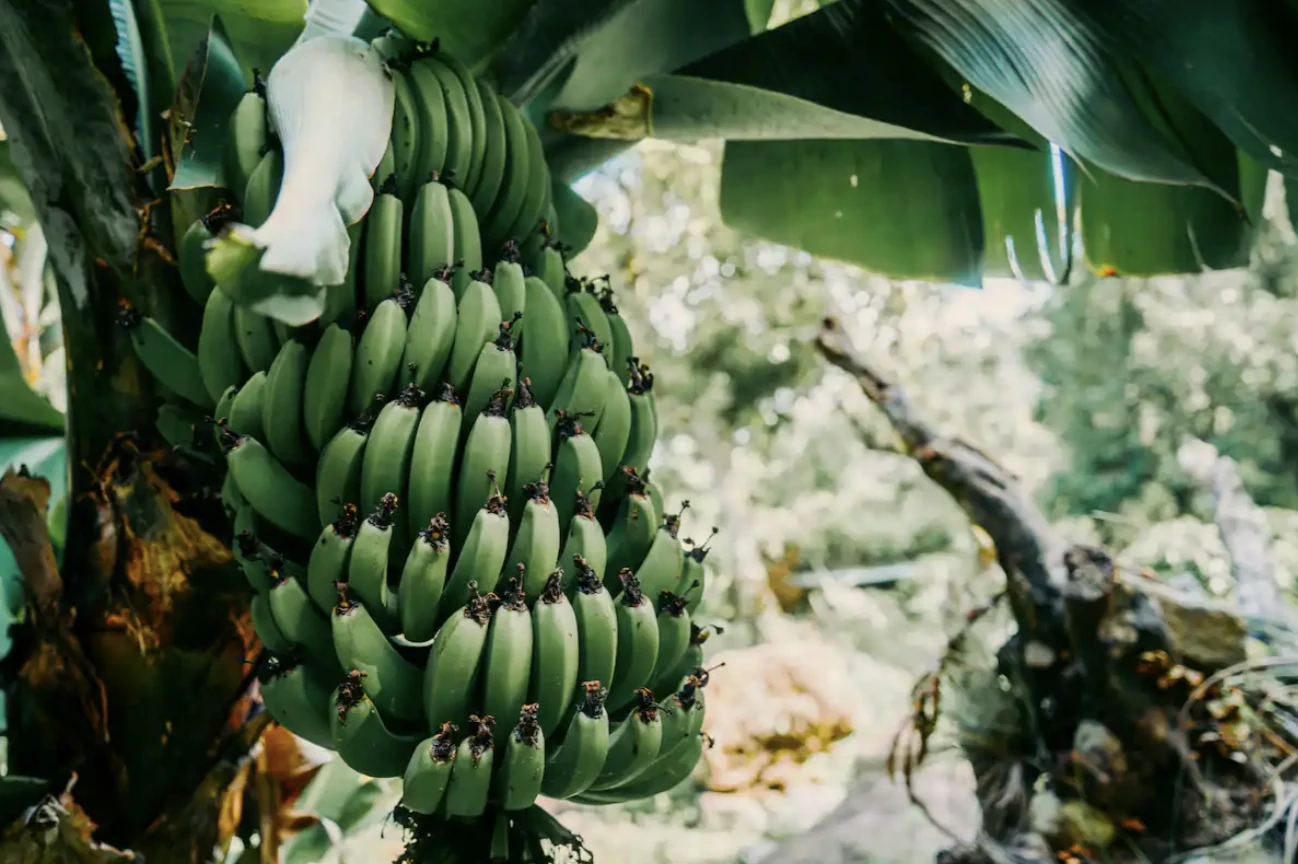 Permaculture Systems & Food Forest